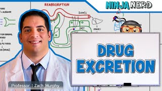 Pharmacokinetics | Drug Excretion