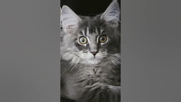 Watch the video about How Many Kittens Can You Find in This Picture?