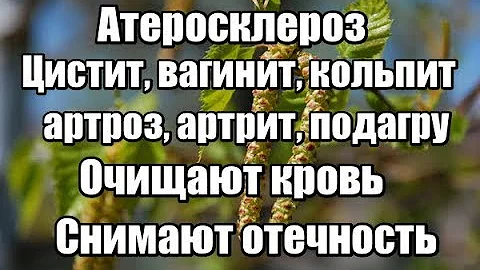 ЧТО ЛЕЧАТ БЕРЁЗОВЫЕ ПОЧКИ  Рецепт настойки