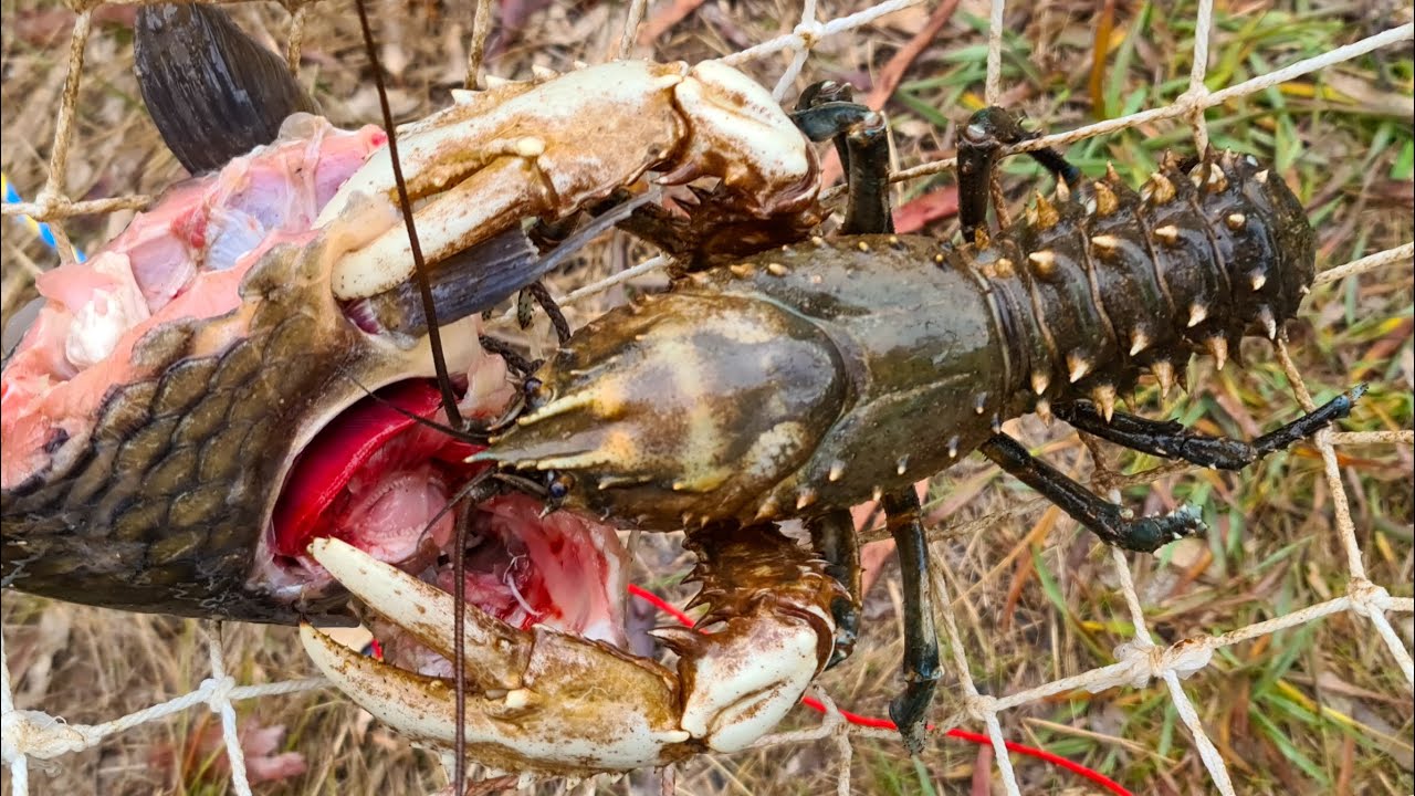 Catching crayfish using carp as bait YouTube