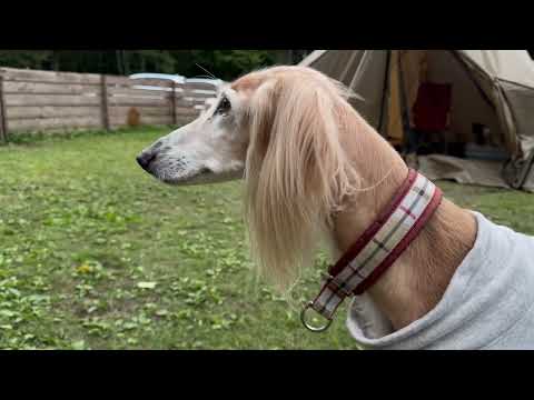 サルーキなキャンプ 9.BASE Oita 大型犬OK!愛犬家のオーナーさんが迎えてくれるキャンプ場 #9.BASE  #愛犬とキャンプ