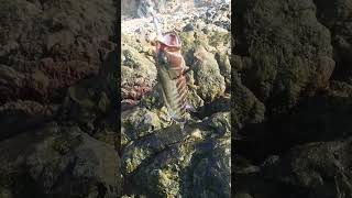 Pesca en IzalA 🐟🎣🌊 #fishing #lineadepesca #fish