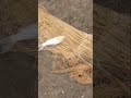 जाळ्यात सांपडला मोठा रोहु मासा