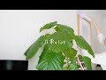 【日常vlog】お出かけの前と後。ちょこっと捨て活、かばんの中身紹介など