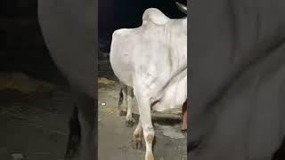 Biggest ox for qurbani 2024viral.