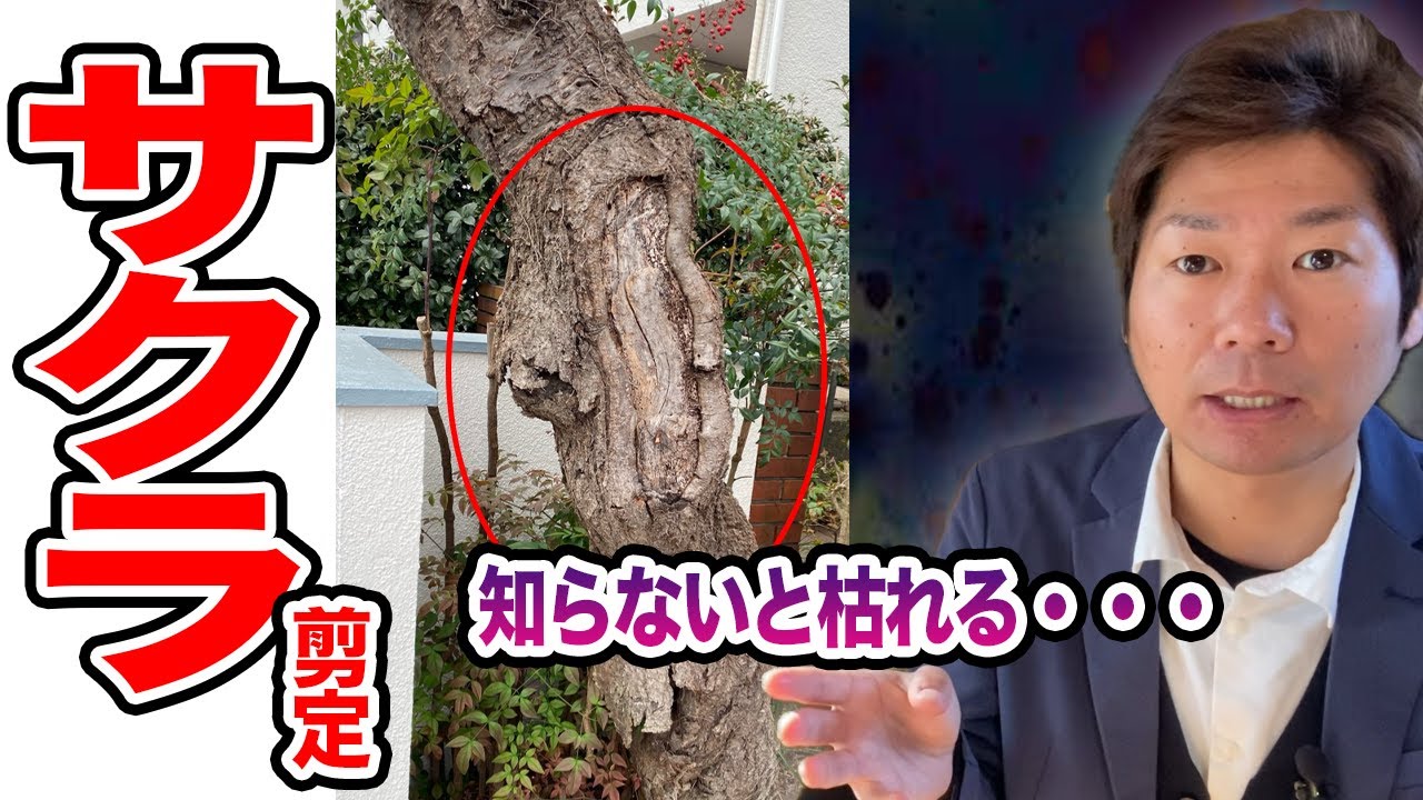 Basics of caring for cherry trees that will wither if you don't