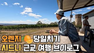 [호주 시드니 vlog] 시드니 근교 오렌지🍊당일치기 여행 브이로그 | 카페부터 와이너리 그리고 맛집까지 완벽했던 하루