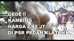 GT-PI #6 Segede Ini Kambing Bligon Jantan Dewasa Harga 2,45 juta Di Pasar  Pedan Klaten - Durasi: 3.45. 