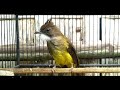 Terapi Bunyi Cucak Jenggot Gacor Untuk Burung Kicauan Mp3 - Mp4 Download