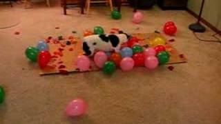 DOG vs. BALLOONS II, This time it's personal by kbad73 12,939,528 views 16 years ago 1 minute, 23 seconds