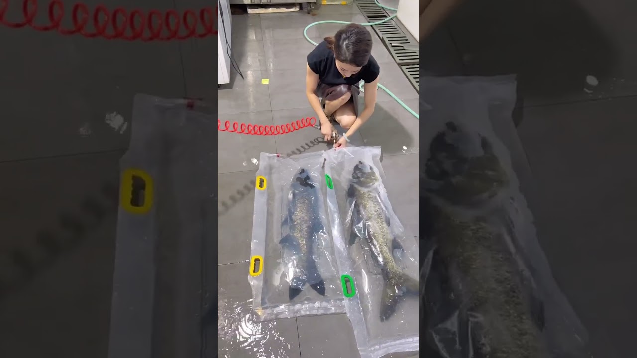 Part 62 Enhancing live fish supply chains with advanced packing methods.