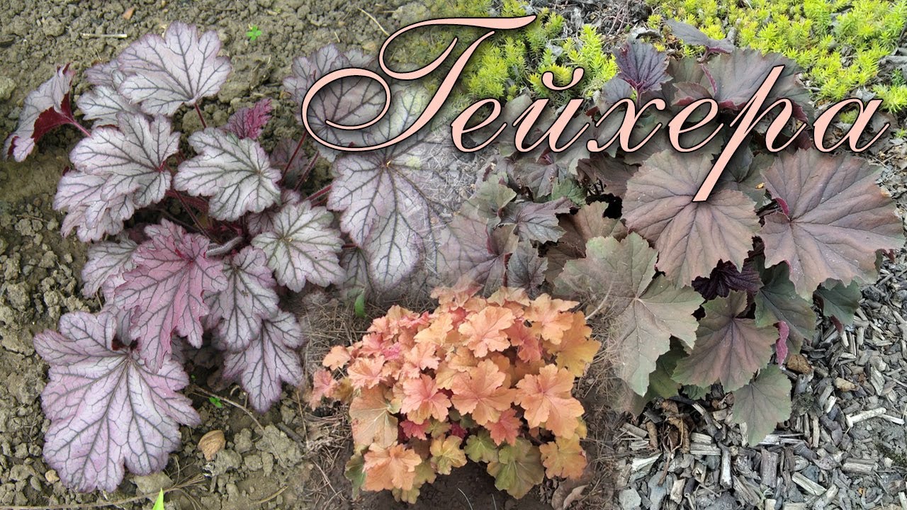 Гейхера: особенности растения, секреты выращивания / Heuchera: plant features, growing secrets