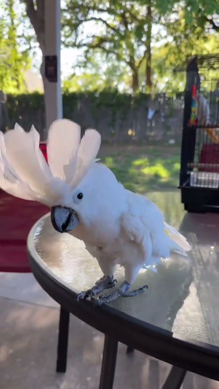 Singing Cockatoo is Very Enthusiastic || ViralHog