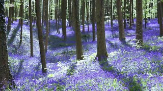 桜、ブルーベル、チューリップ……各地で春の訪れ