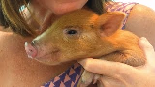 This feral pig lost his mom. A woman (and her dog) adopted him.