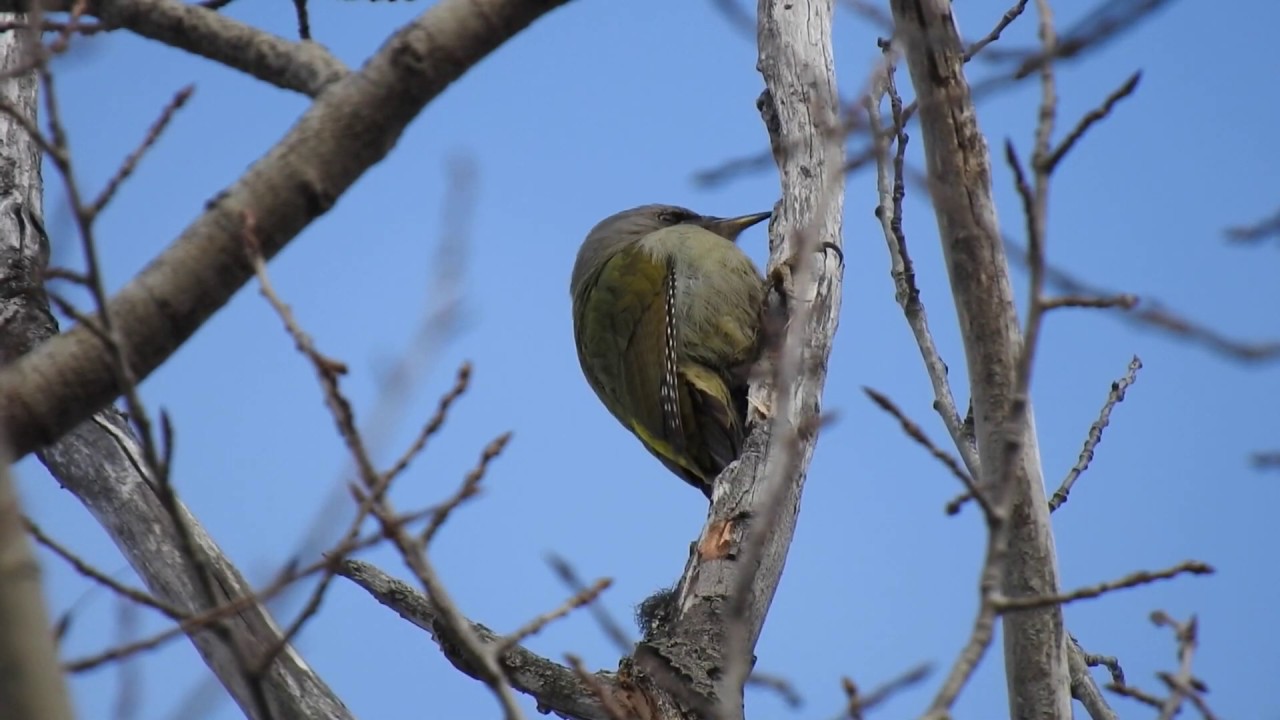 Gråspett, Gray-headed Woodpecker, Picus Canus. Torsby, Sweden