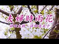 夫婦時雨花  蒔田由美子・蒔田大助 唄 蒔田由美子 作詞 山田ゆうすけ作曲 DYエンターテインメント DAM 6892-19