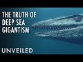 Exploring the Depths: Ocean Giants and Mysteries