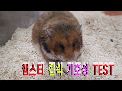 골든햄스터 마루칸 간식(기호성)TEST