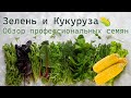 Зелень и Кукуруза🌽 Обзор профессиональных семян