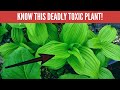 Foragers cause spike in Poison Control emergencies! False Hellibore