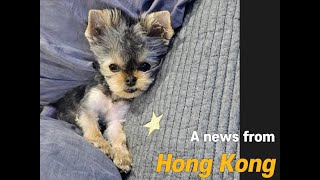 [Korea Teacup Puppies Review] News from Hong Kong : Our lovely Yorkshire Terrier met new family ☺