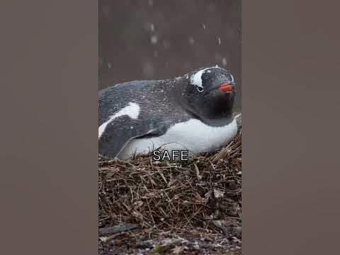 Do Penguins Build Nests? 🐧 - YouTube