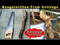 How to Grow a Bougainvillea Cuttings from Big Trunk Cuttings