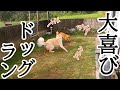庭にドッグランを作る！【芝張り・DIY】