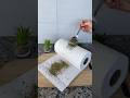Pon orégano sobre una toalla de papel y descubre un truco práctico para tu hogar.