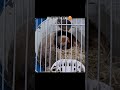 Male Zebra Finch feeding his babies #birds #petbird #reels #shorts #zebrafinch #viral #birdmutation