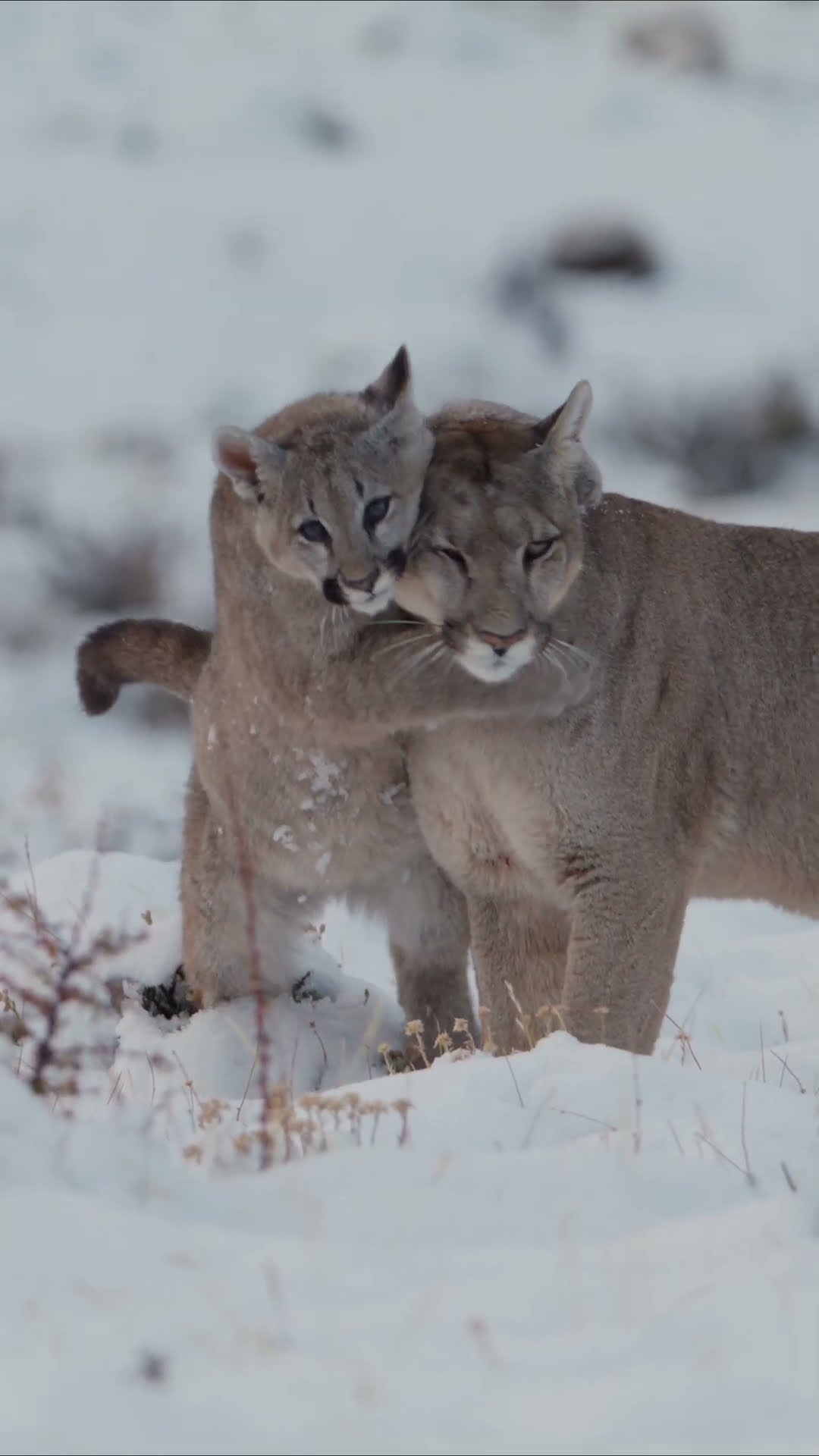 Born blind and deaf, puma cubs rely heavily on their mums to survive ﻿? #Pumas #Shorts