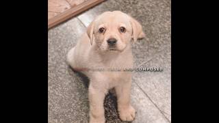 This Dog Is So Cutefilm movie