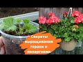 Секреты выращивания герани