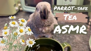 The Most Relaxing Parrot Video You’ll Watch Today ☕️