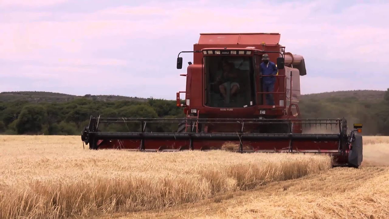 Better Barley, Better Beer