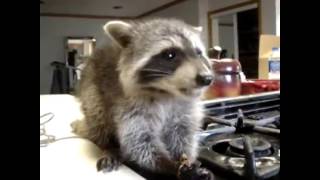 Raccoon eating candy // Енот ест карамель(, 2015-08-31T14:25:45.000Z)