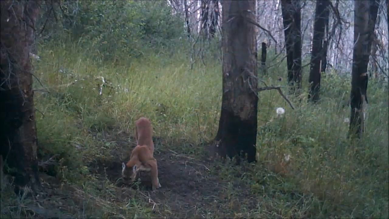 Mountain lion on trail camera 