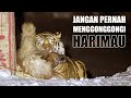 Harimau Menyerang Anjing yang Menggonggonginya