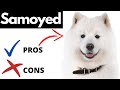 Samoyed Pros And Cons | The Good AND The Bad!!! の動画、YouTube動画。