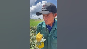 Mất hết hơn 10k rồi, làm trái khóm cực khổ #shots #food #amthu #amthuc