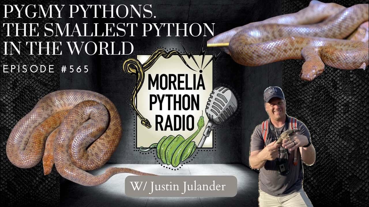 Pygmy Pythons. The Smallest Python in the World w/ Justin Julander ...