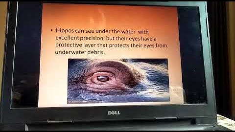 MLZS JHANSI CLASS 4 EVS Animal and their Characteristics Lecture 2