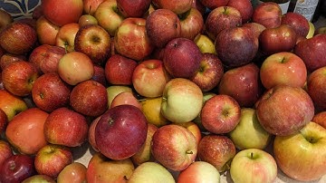Fermentation: Making Hard Cider - Part 1 #alcohol #apples