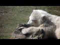 Spelende baby ijsbeer / ijsberen in Dierenrijk Nuenen