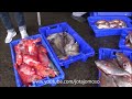 Fishing video  Unloading the fish / تفريغ الأسماك / Εκφόρτωση των ψαριών / פריקת הדג