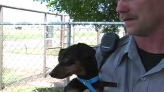 Clovis Animal Shelter pet of the week 23-27 July 2007