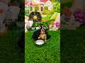 dudh to de diya#viralvideo #laddu #krishna #new shorts#laddu Gopal#