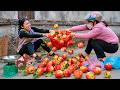 An Argument at the Village Market While Selling…Harvesting Apples on the Hills During Harvest Season