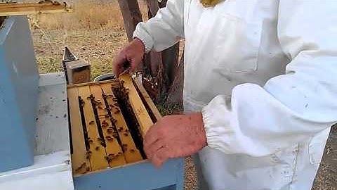 Top bar and Langstroth hives together as one